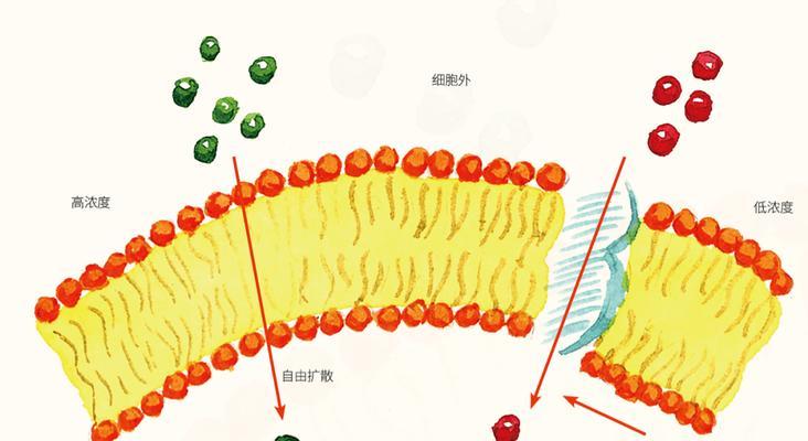 掌握肺部循环通关技巧，游刃有余闯人体工厂（以人体工厂为背景）