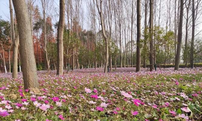 《花千骨手游》长留林地通关攻略（一步步教你如何打通长留林地）